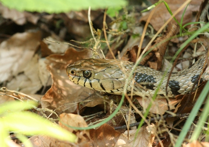 Rettile in predazione da identificare - Natrix natrix